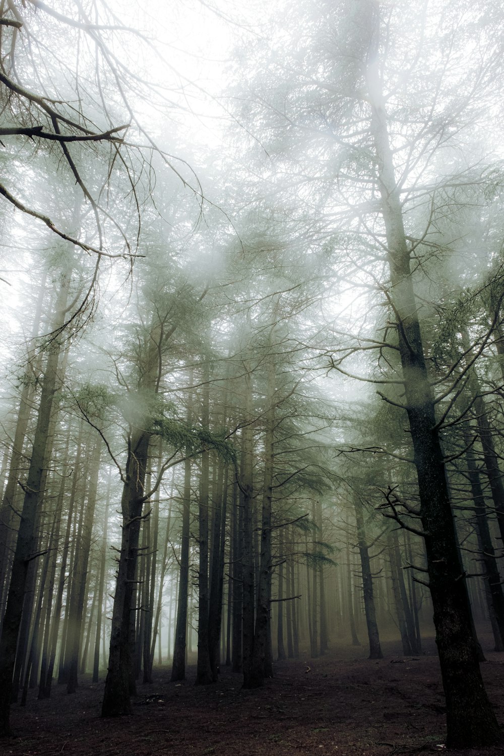 a foggy forest with trees