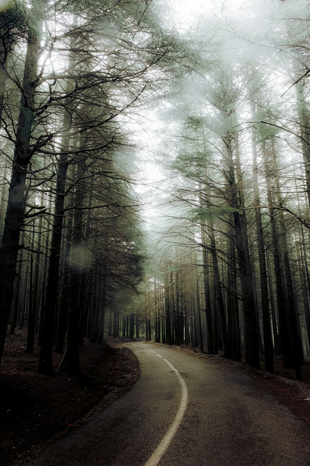 a road with trees on either side