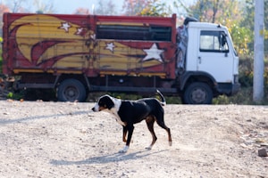 Car Ramp Large Dogs