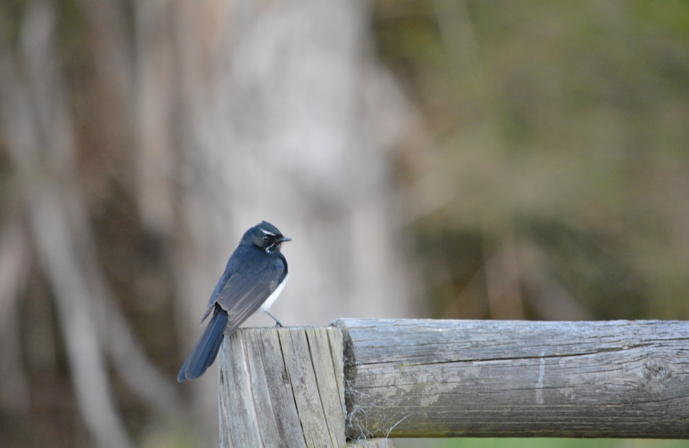 a bird sits on a fence