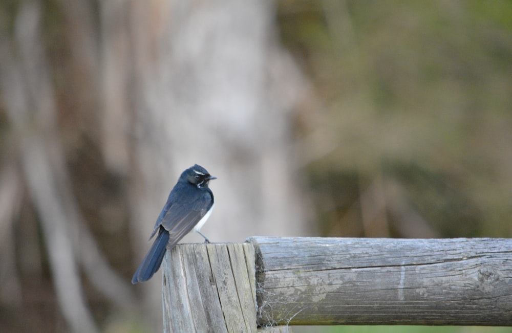 Un pájaro se sienta en una cerca