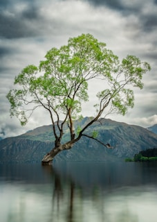 a tree next to a body of water