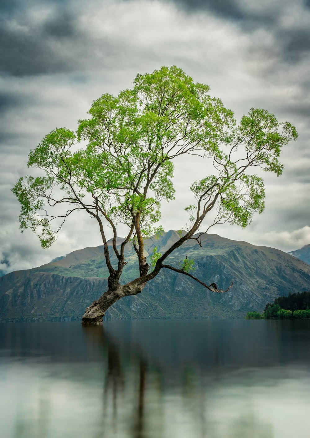 un árbol junto a un cuerpo de agua