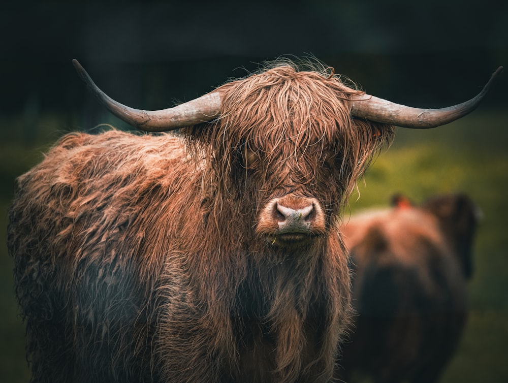 a brown cow with horns