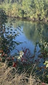 A tranquil river surrounded by lush greenery and vibrant flowers.