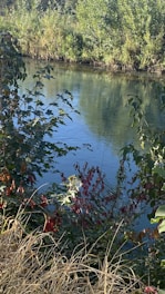 A serene river delta with lush greenery and flowing water, symbolizing transformation.