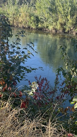 A serene river flows gently, surrounded by lush greenery and tall plants. Vibrant foliage with red and green leaves frames the water, creating a peaceful and natural landscape.