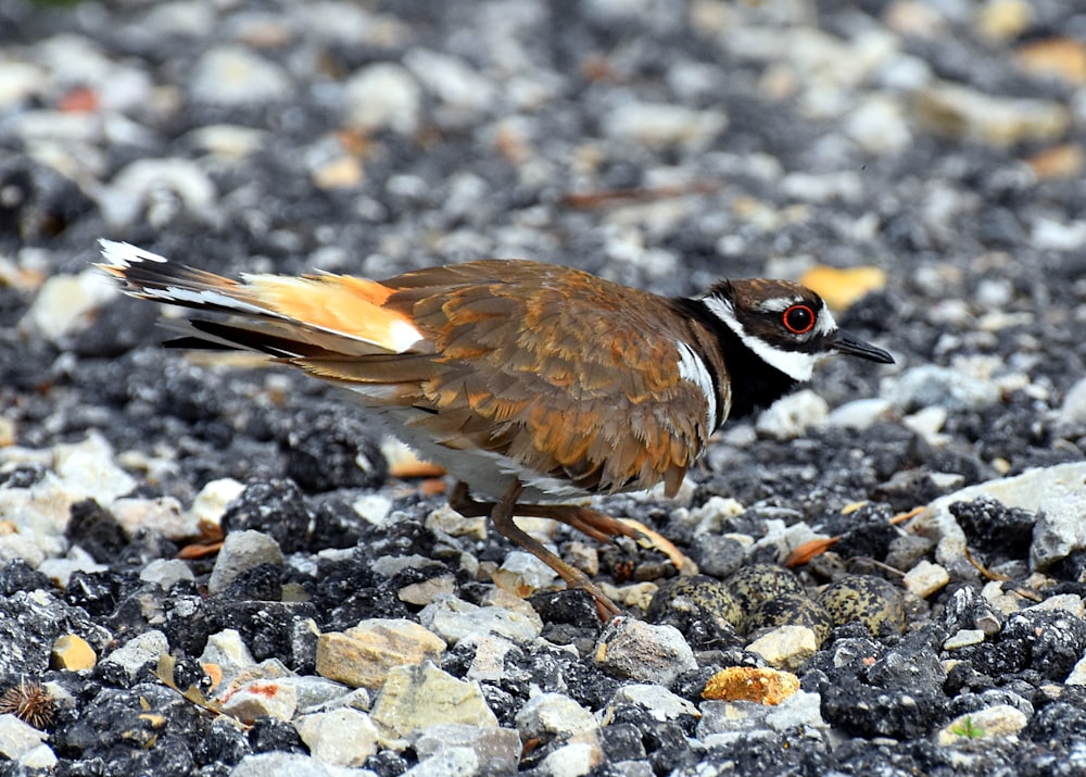 a bird standing on rocks