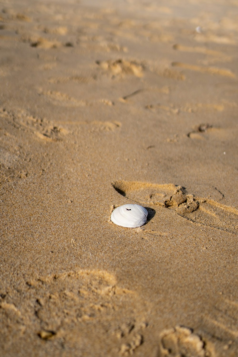 a snail on the sand