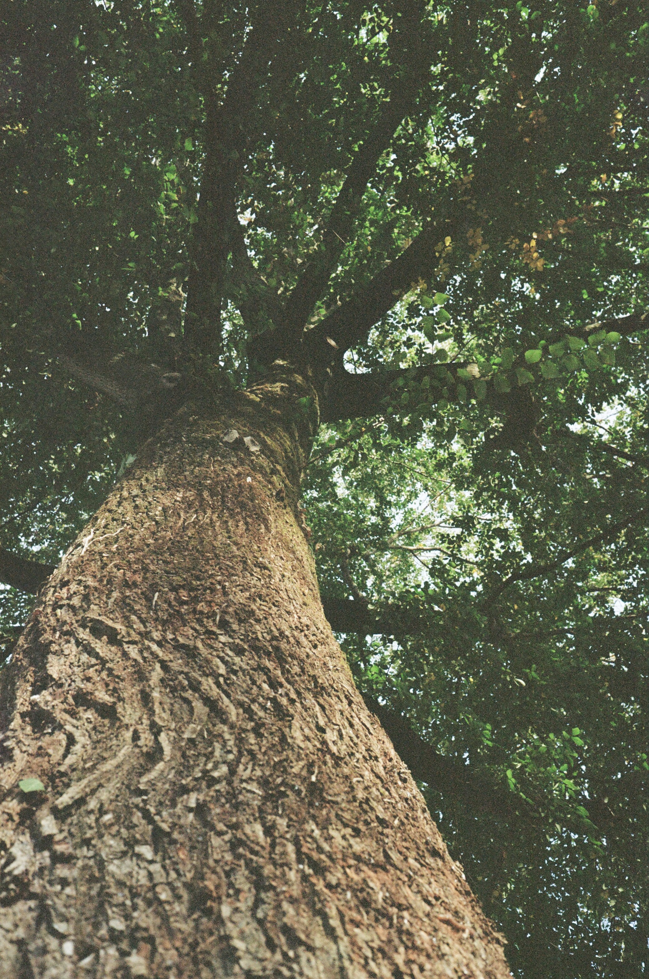 a tree with many branches