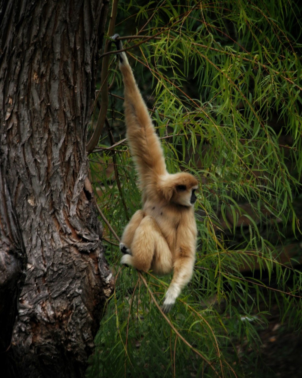 a monkey climbing a tree