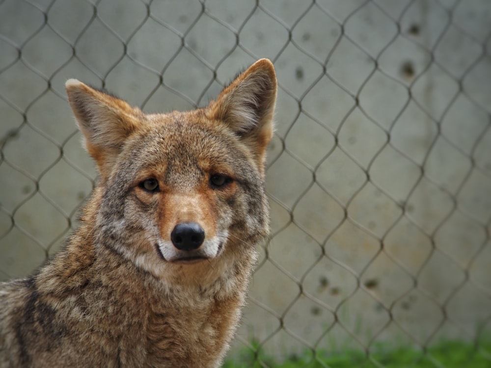 a fox in front of a fence