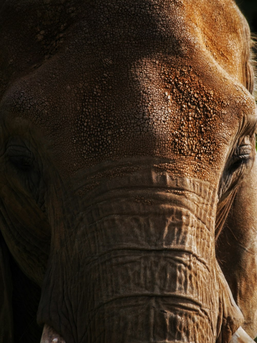 a close up of an elephant