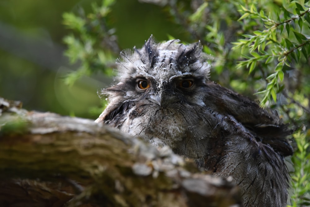 un hibou noir sur une bûche