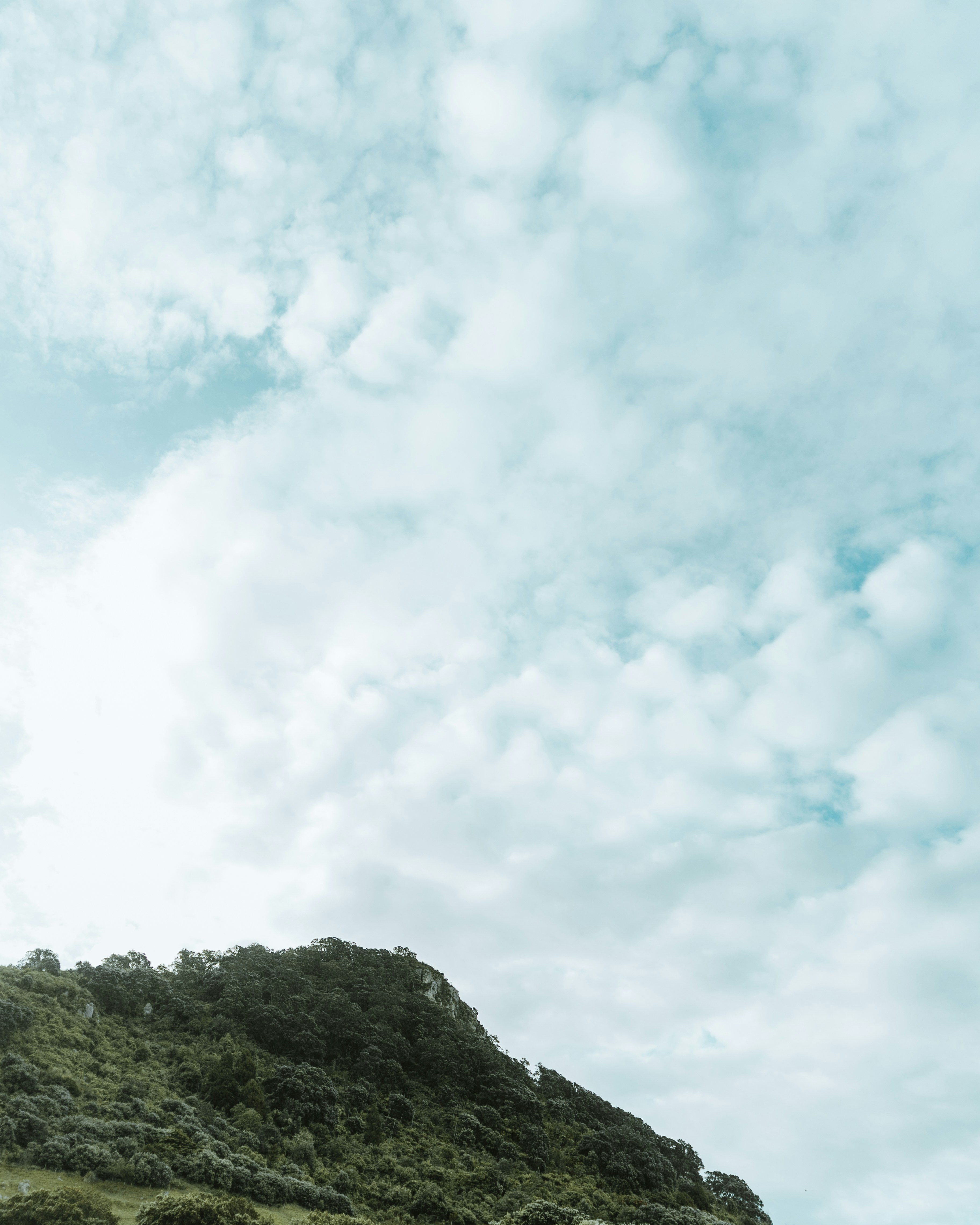 una colina con árboles