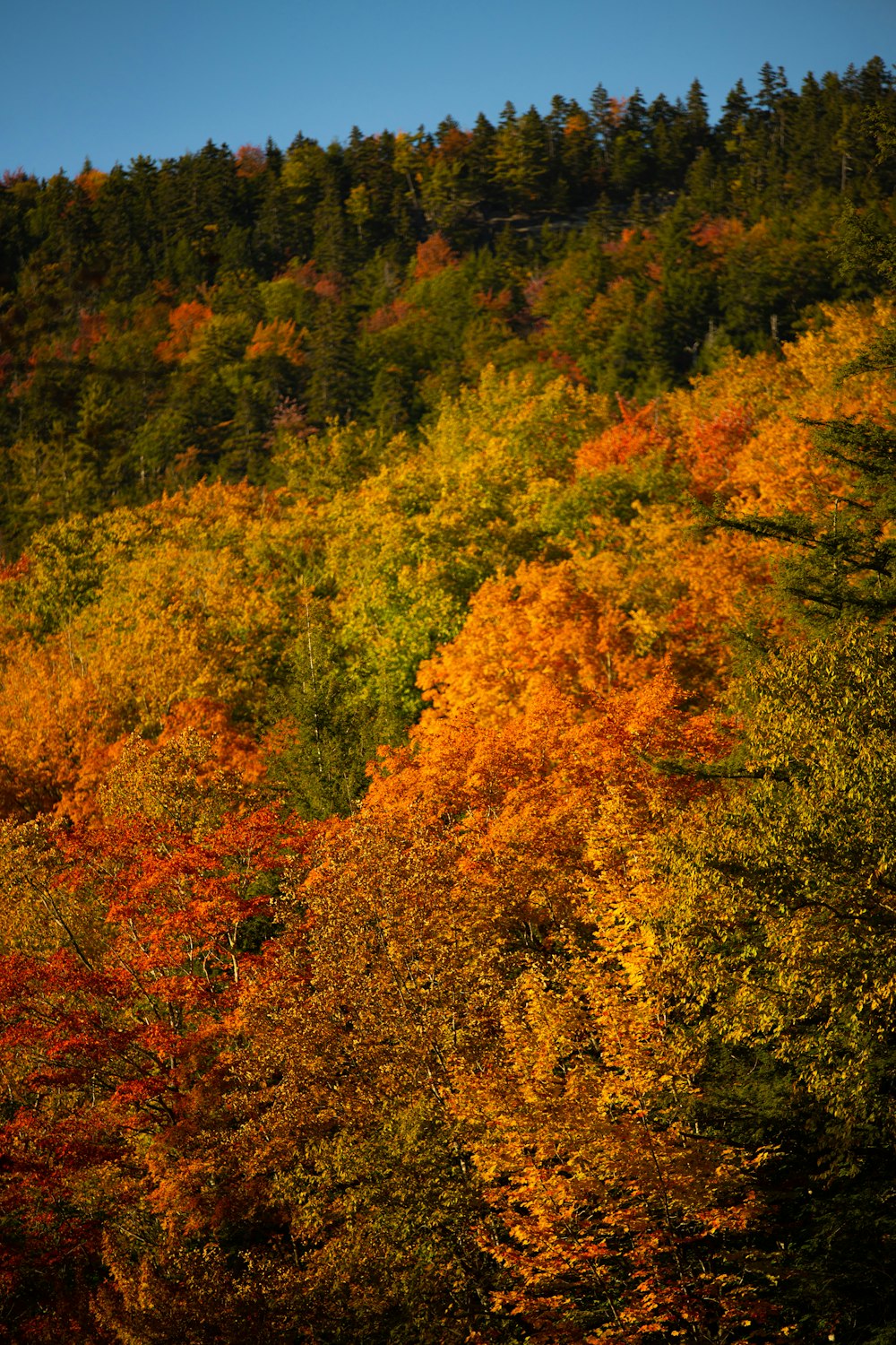 a forest of trees