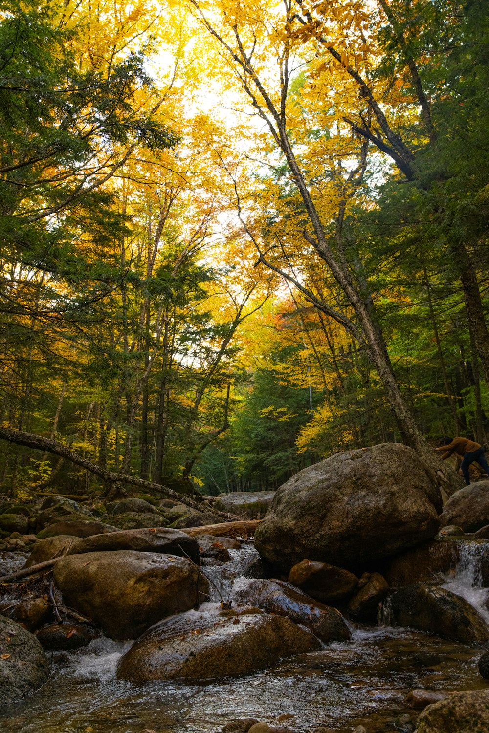 a river with rocks and trees