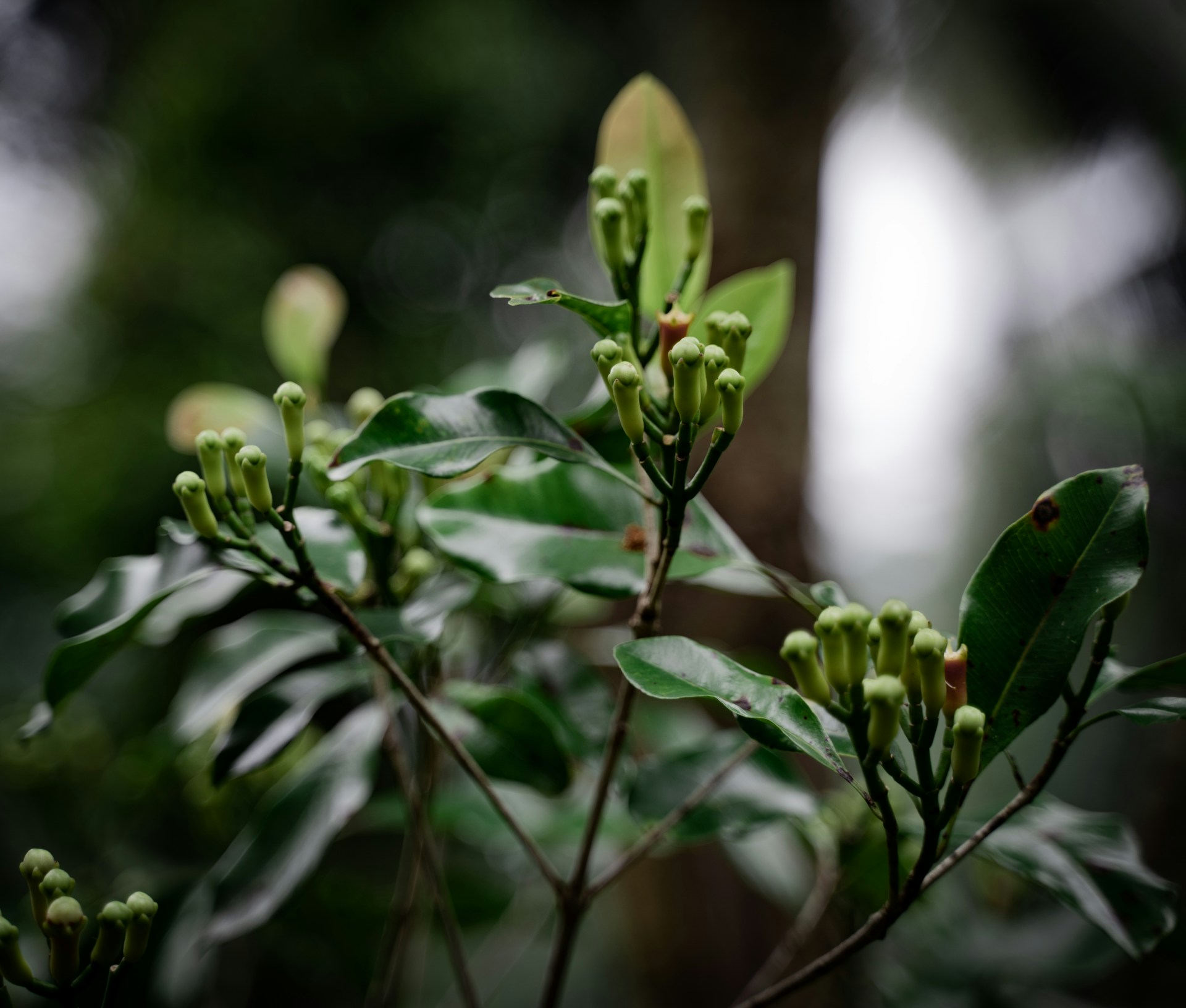 a close up of a plant