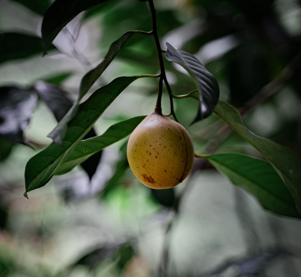 a fruit from a tree