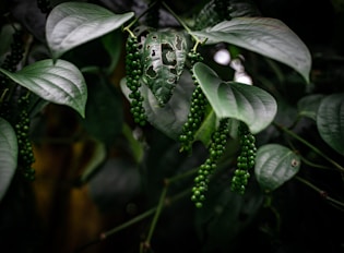 a close-up of a plant