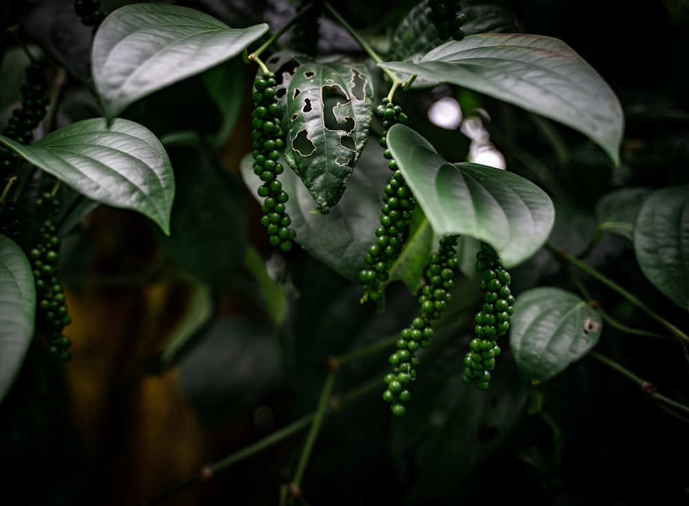 a close-up of a plant