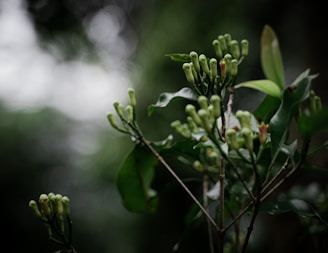 a close up of a plant