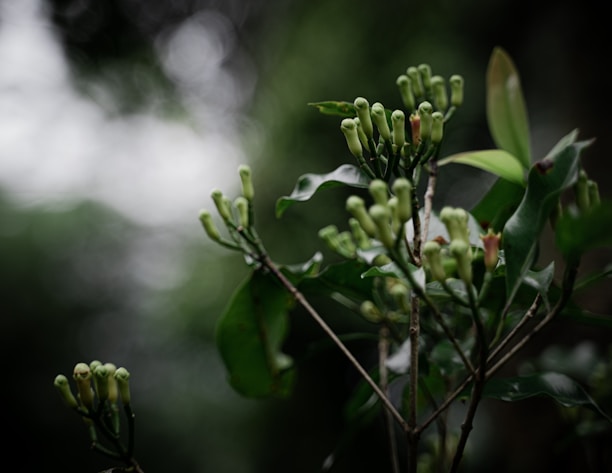 a close up of a plant