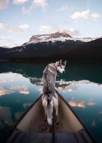 a dog sitting on a boat on lake