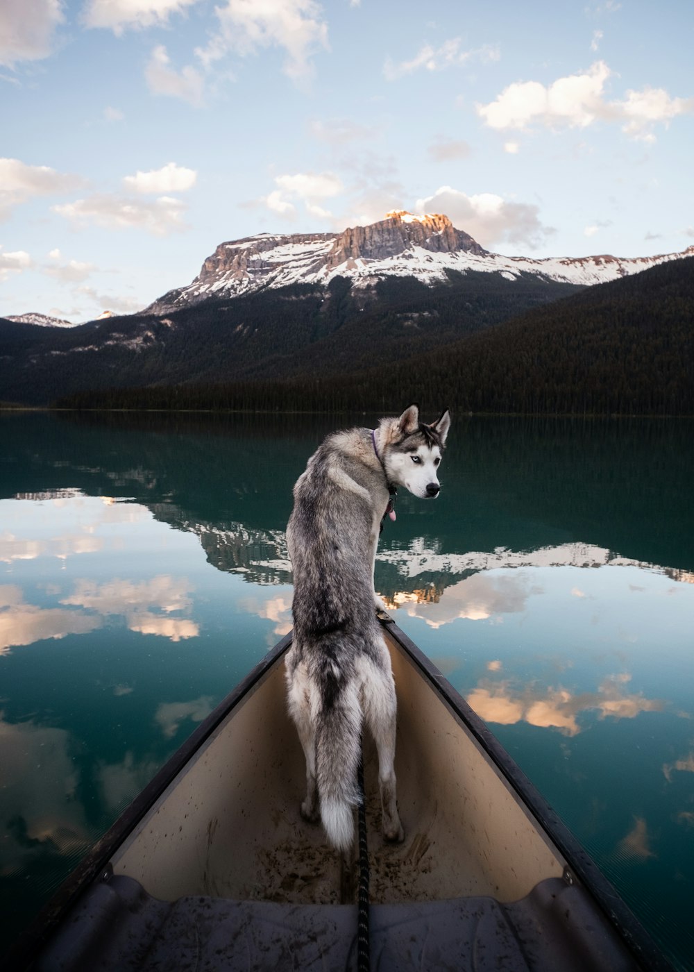 un cane seduto su una barca