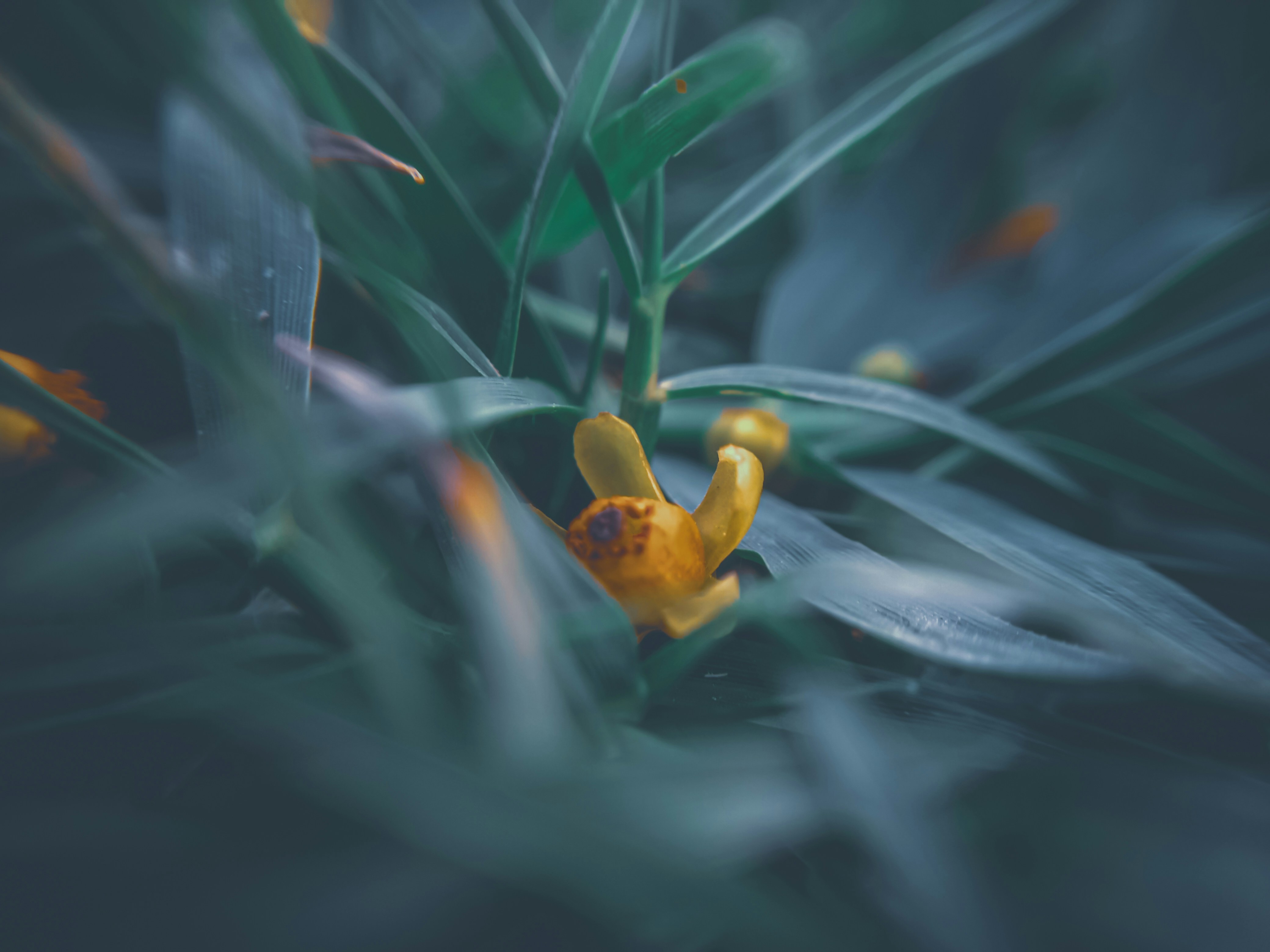 Photo by fayazahmedsunny