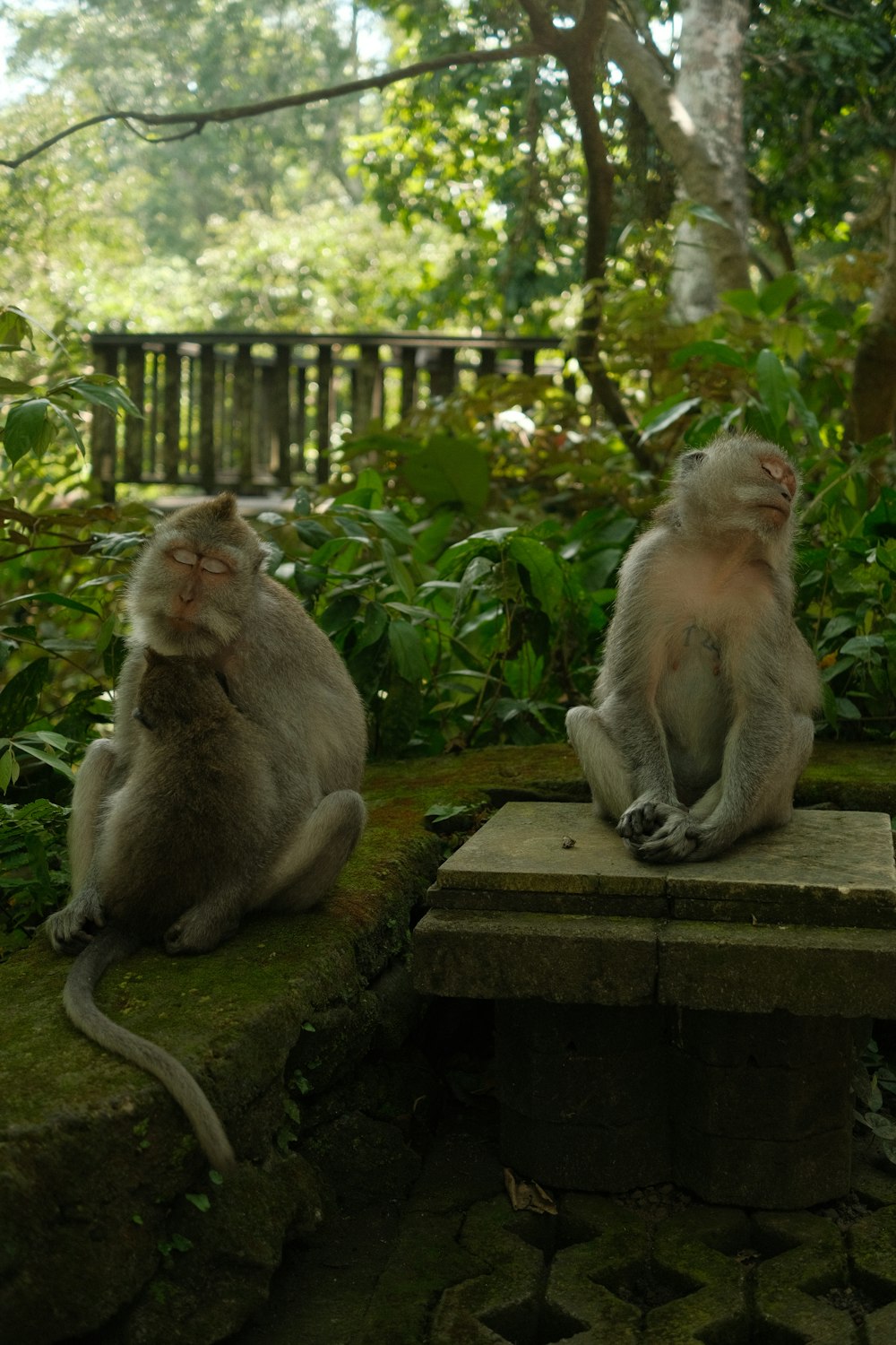 a couple of monkeys sitting on a stone bench in a park