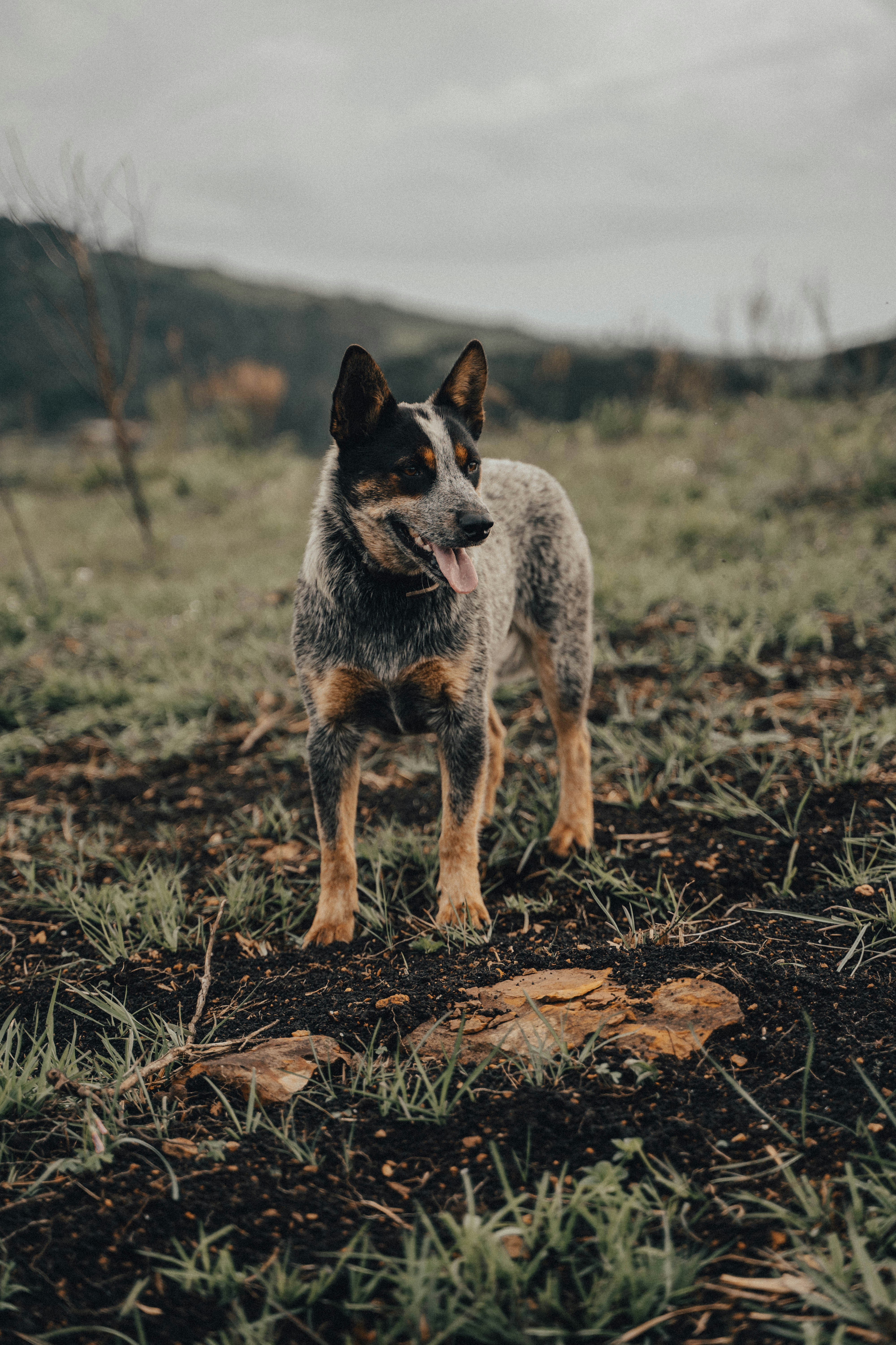 Photo by criandocomdione