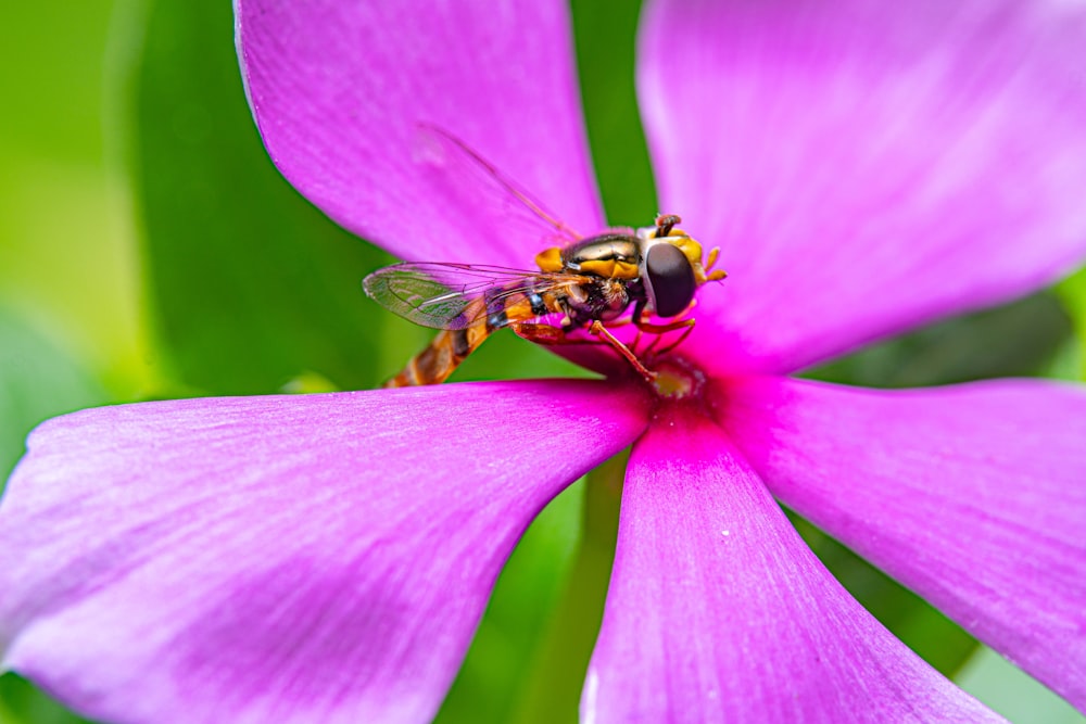 a bee on a flower