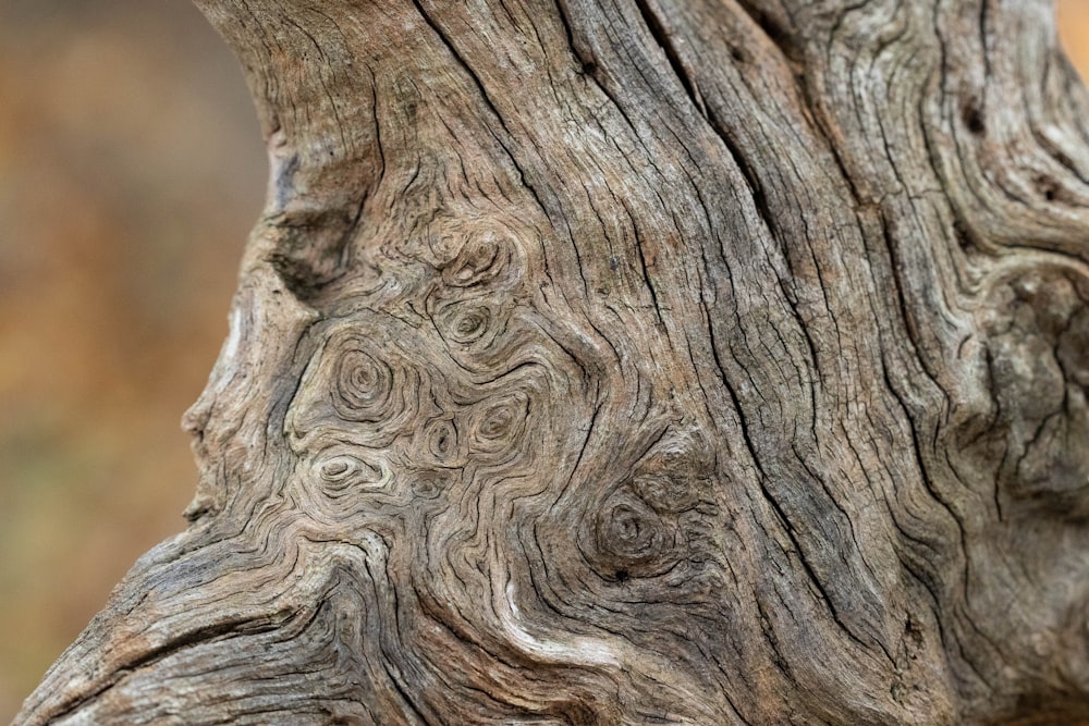 a close up of a tree trunk