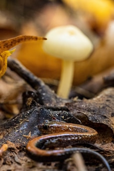 A small brown snake lies on the forest floor amidst decaying leaves and a prominent white mushroom. The scene captures the intricate details of the snake's scales and the earthy surroundings, with rich textures and subtle highlights.