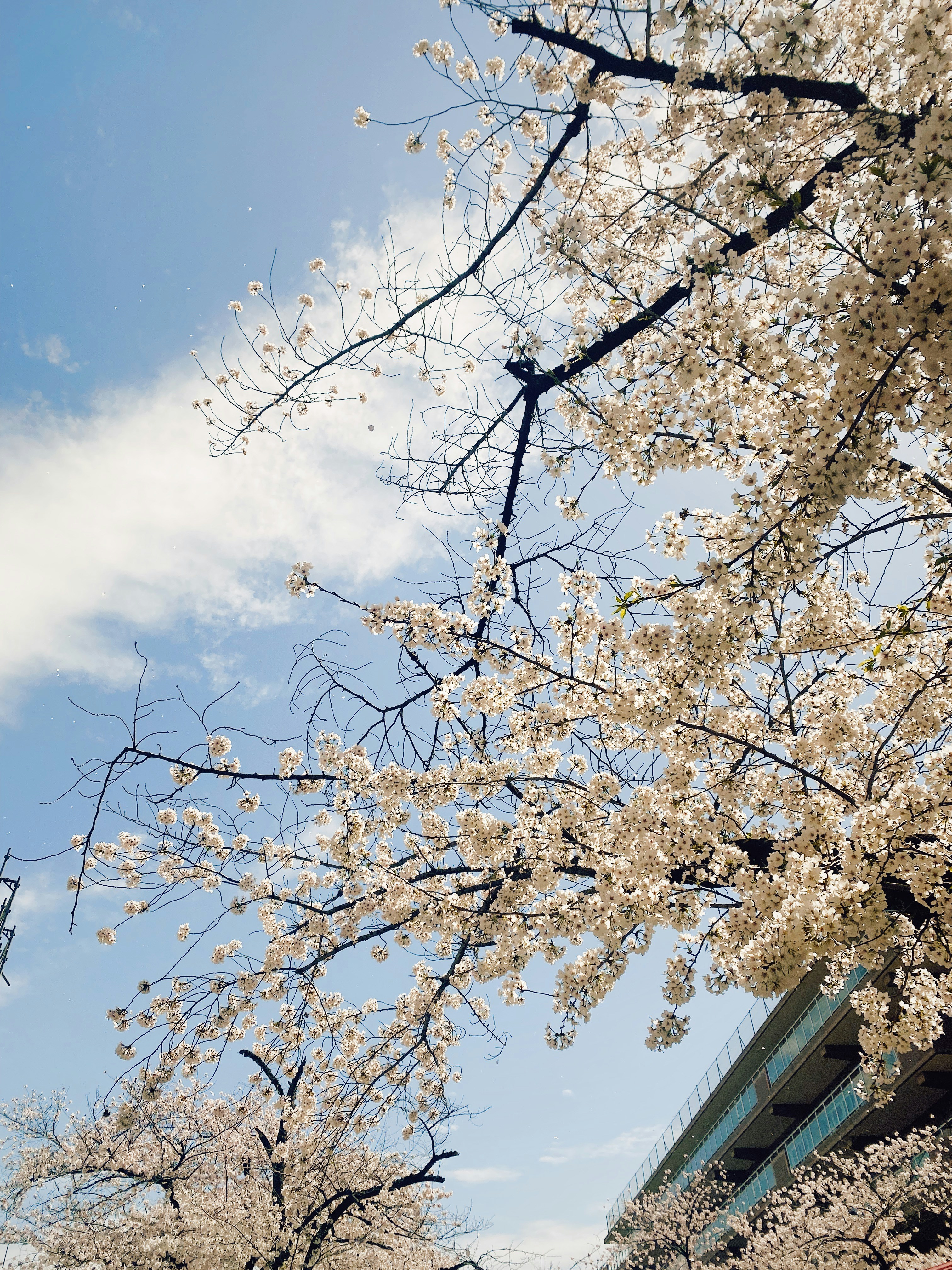 a tree with white flowers