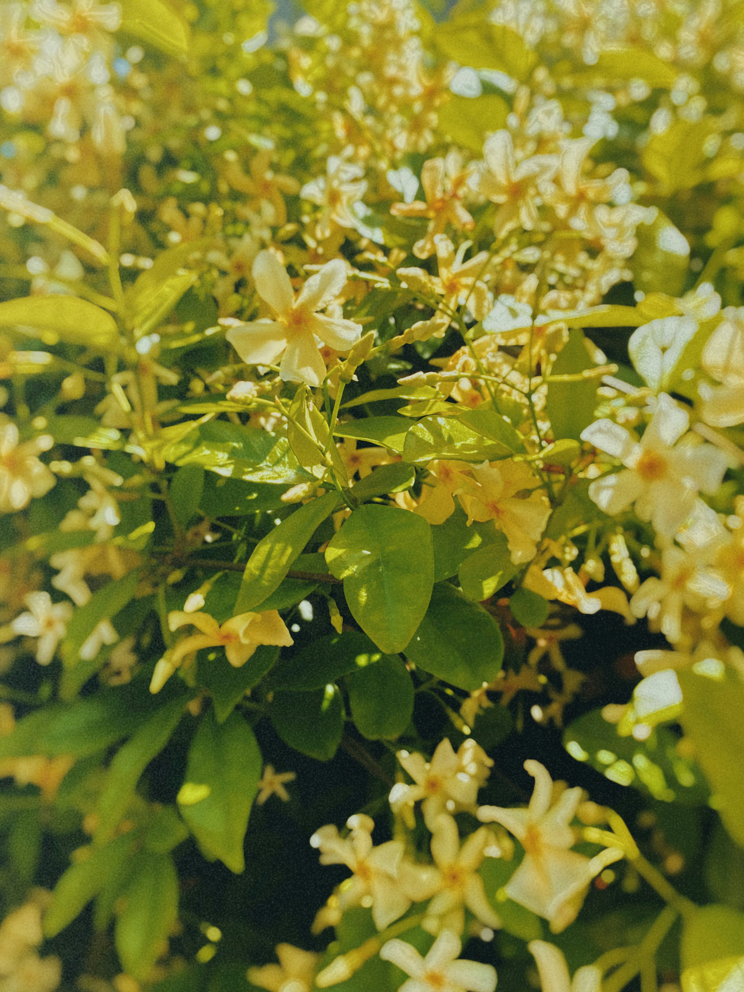a close up of some flowers