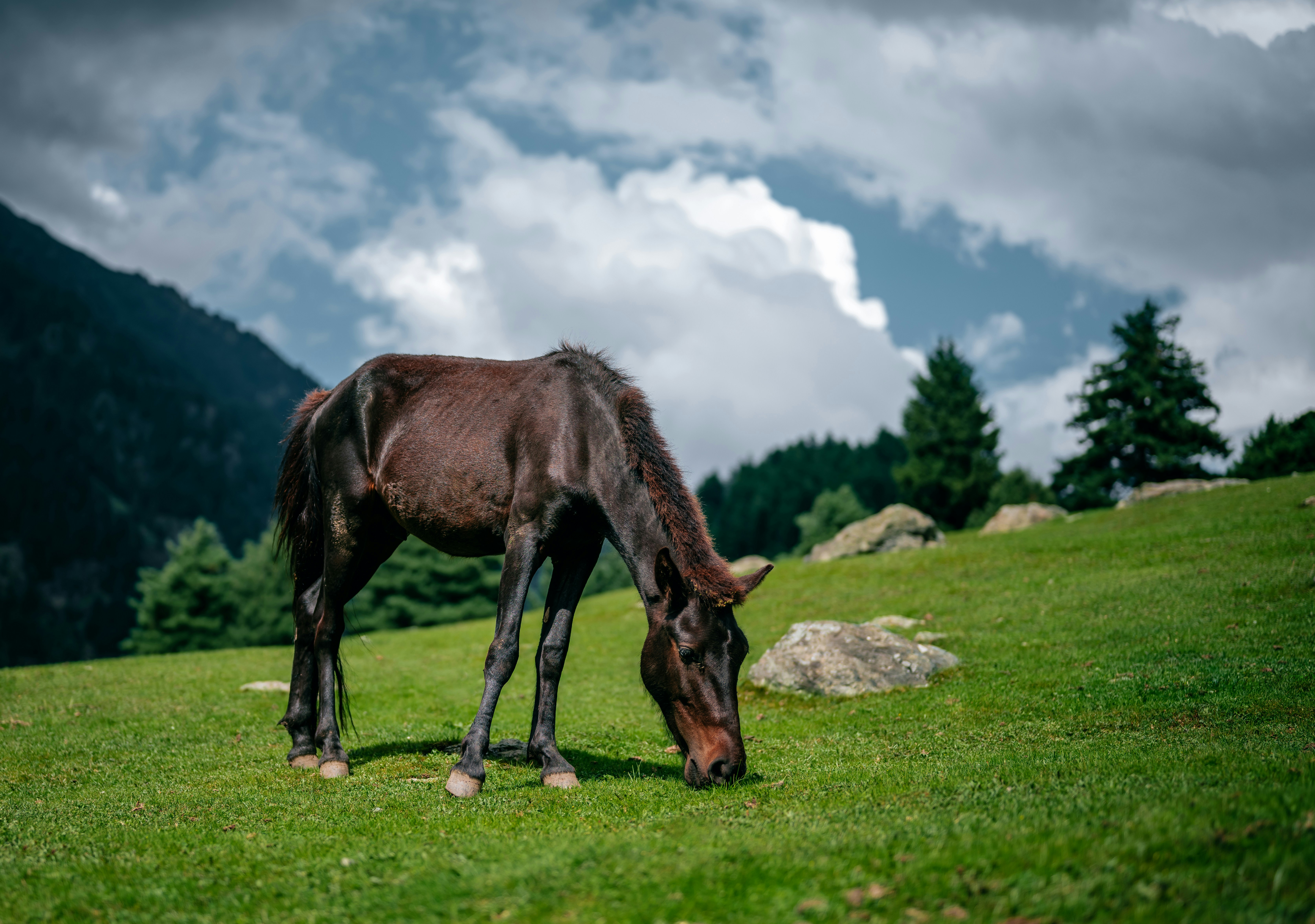 Pony Rides in Pahalgam