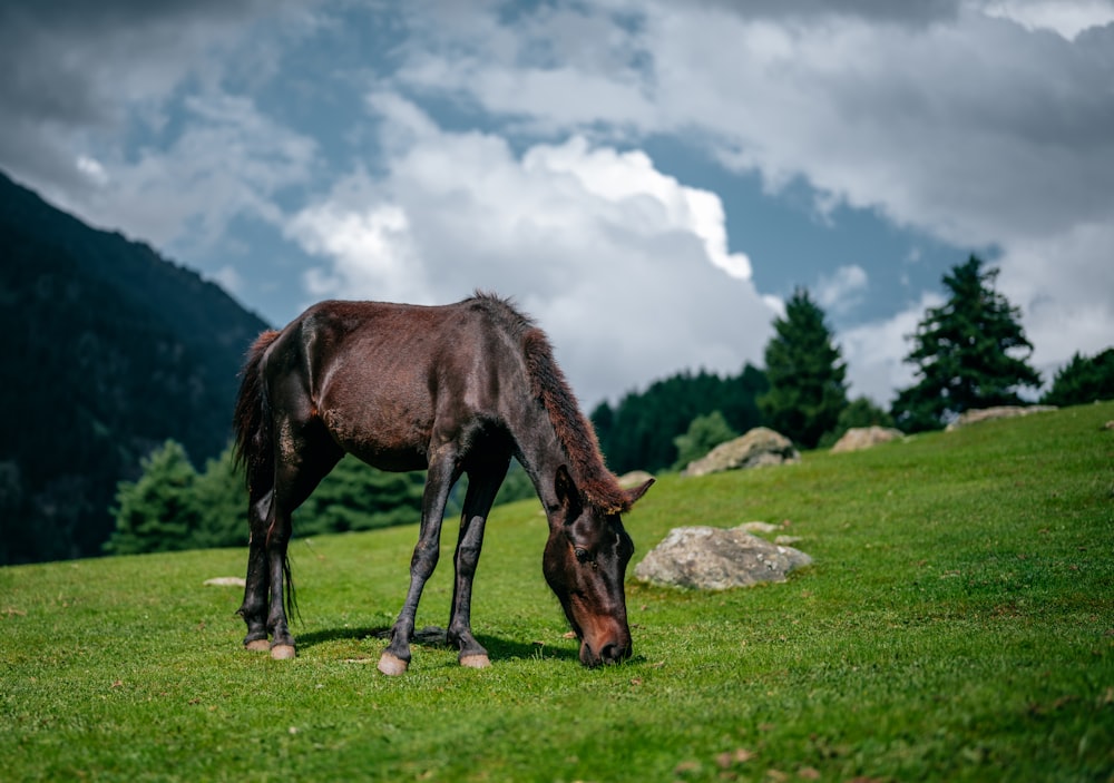 Un cheval paissant sur une colline