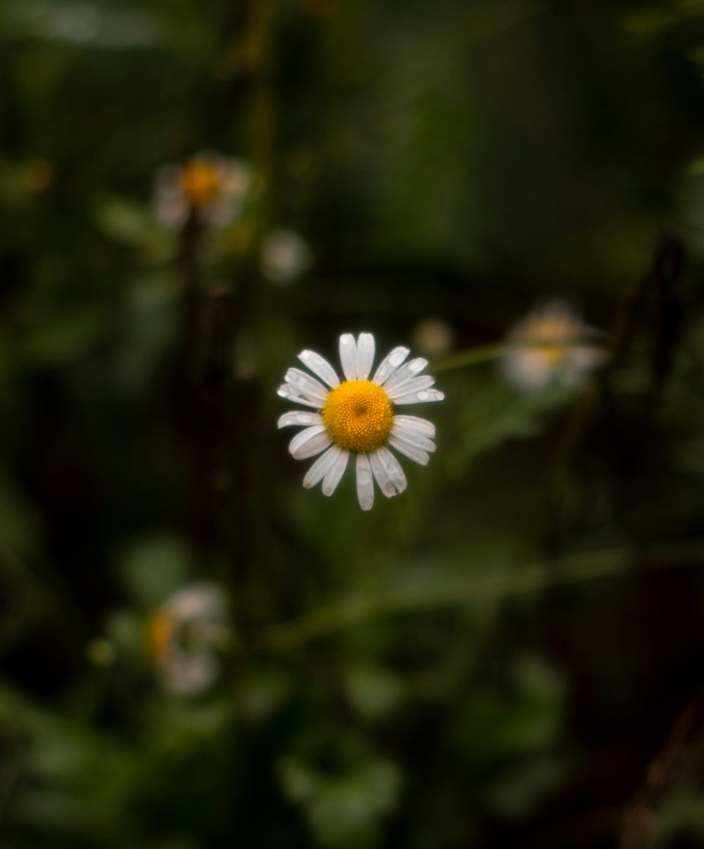 a white and yellow flower
