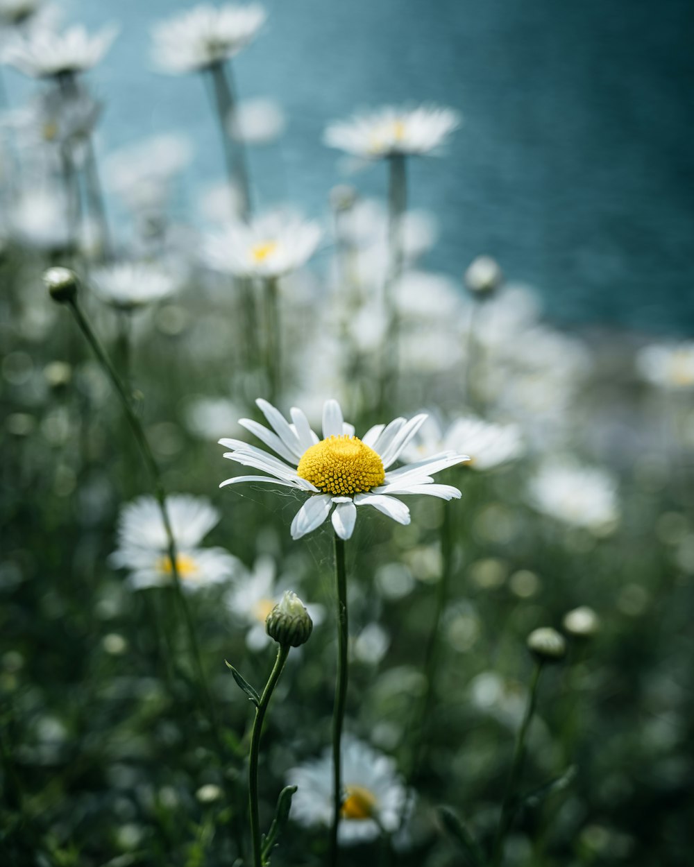 a close-up of a flower