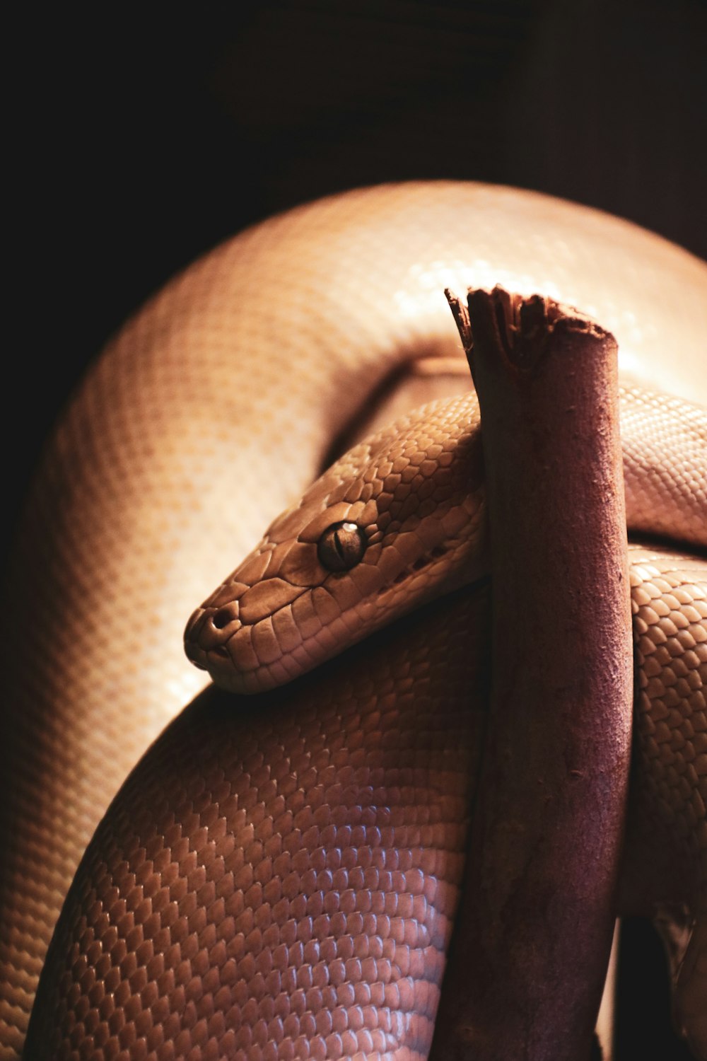 a snake in a basket