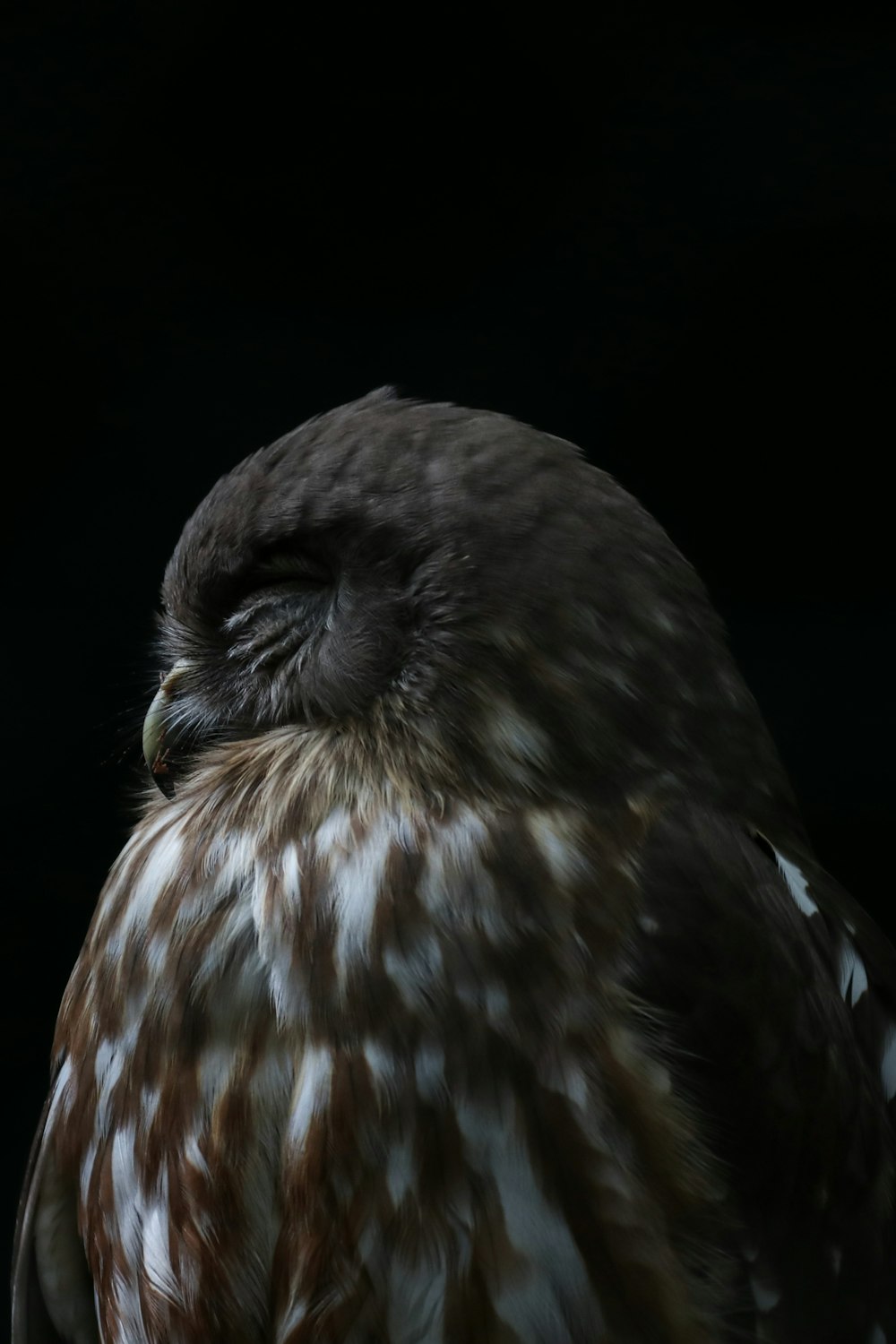 a bird with its eyes closed