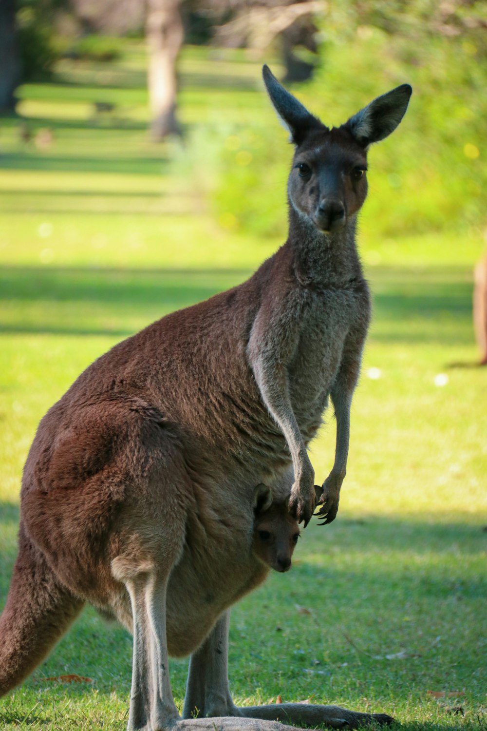 a kangaroo with a baby kangaroo