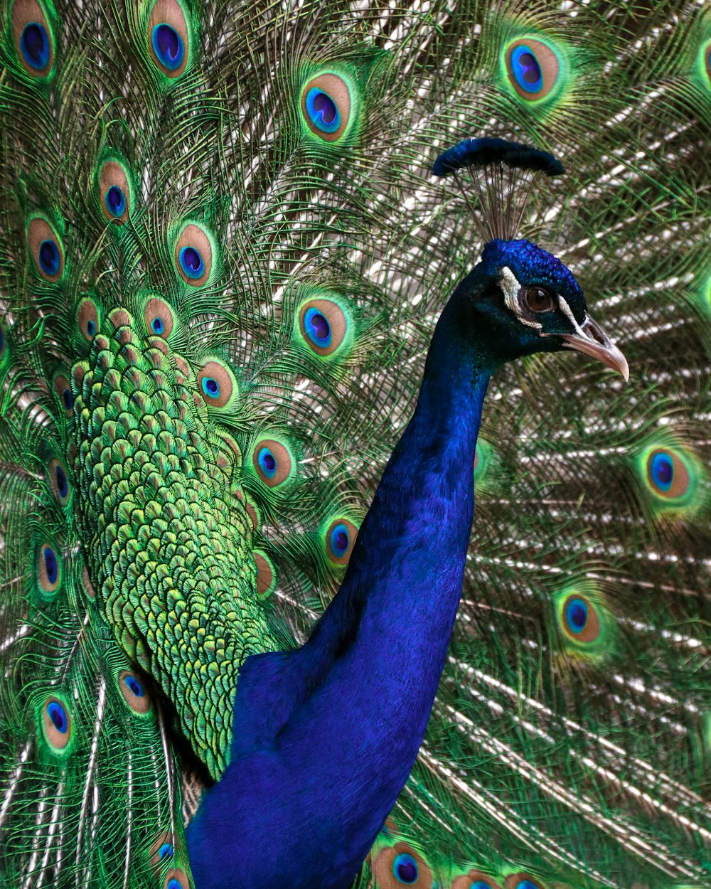 un paon avec ses plumes écartées