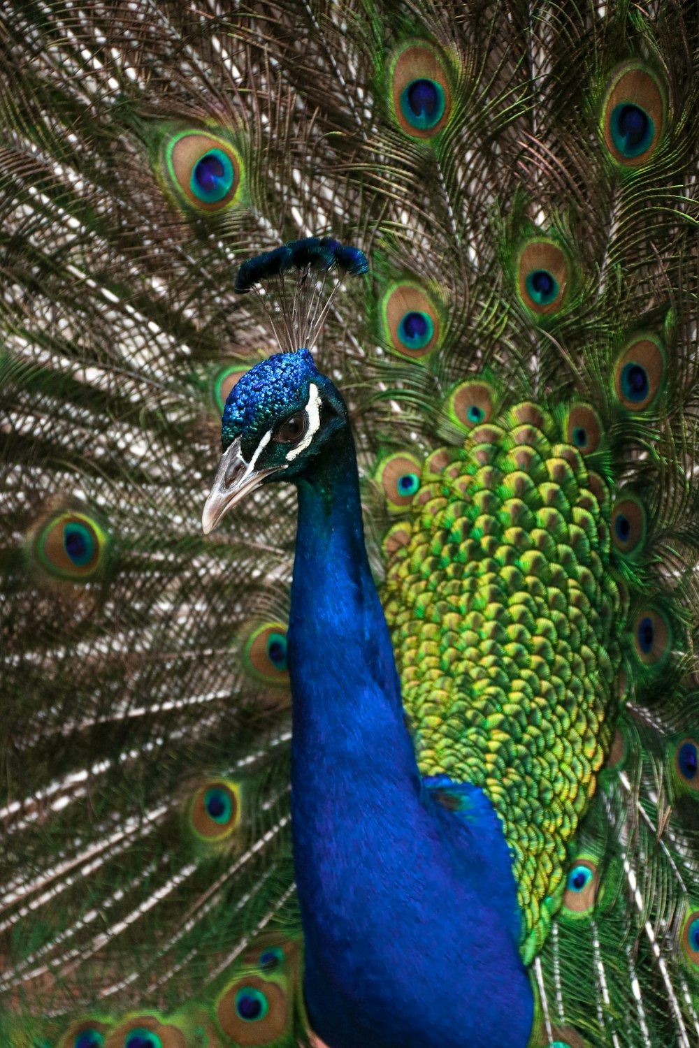 a peacock with its feathers spread