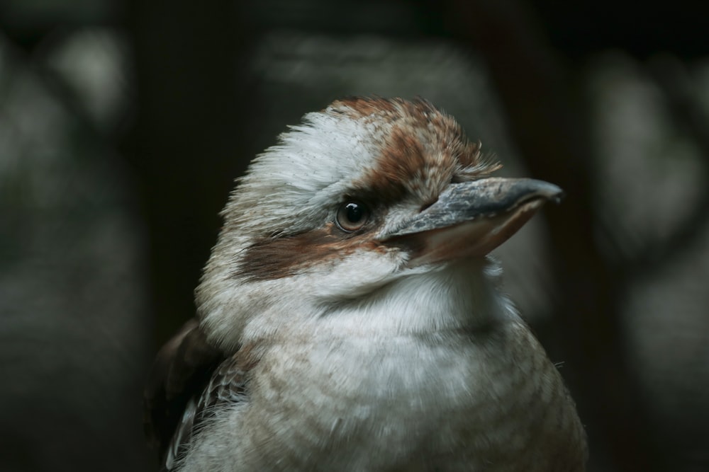a bird with a small beak