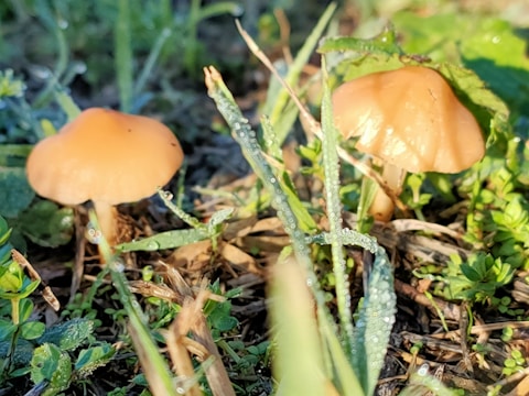 Two small brown mushrooms are growing amidst green grass and leaves. The image is captured at ground level, with sunlight illuminating the mushrooms and blades of grass. Droplets of morning dew are visible on the grass and surrounding foliage, adding a fresh, natural feel.