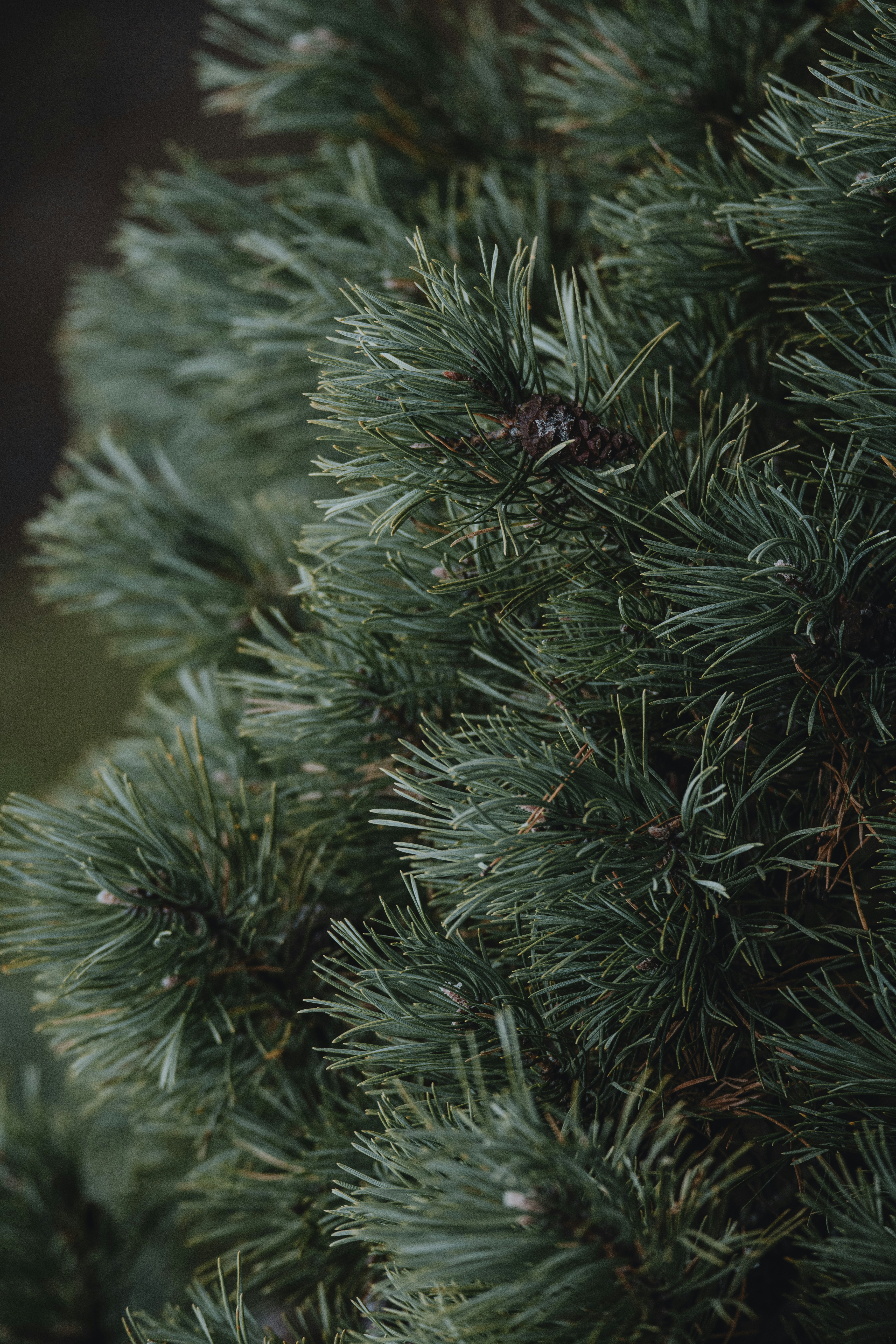 Photo by anitaaustvika