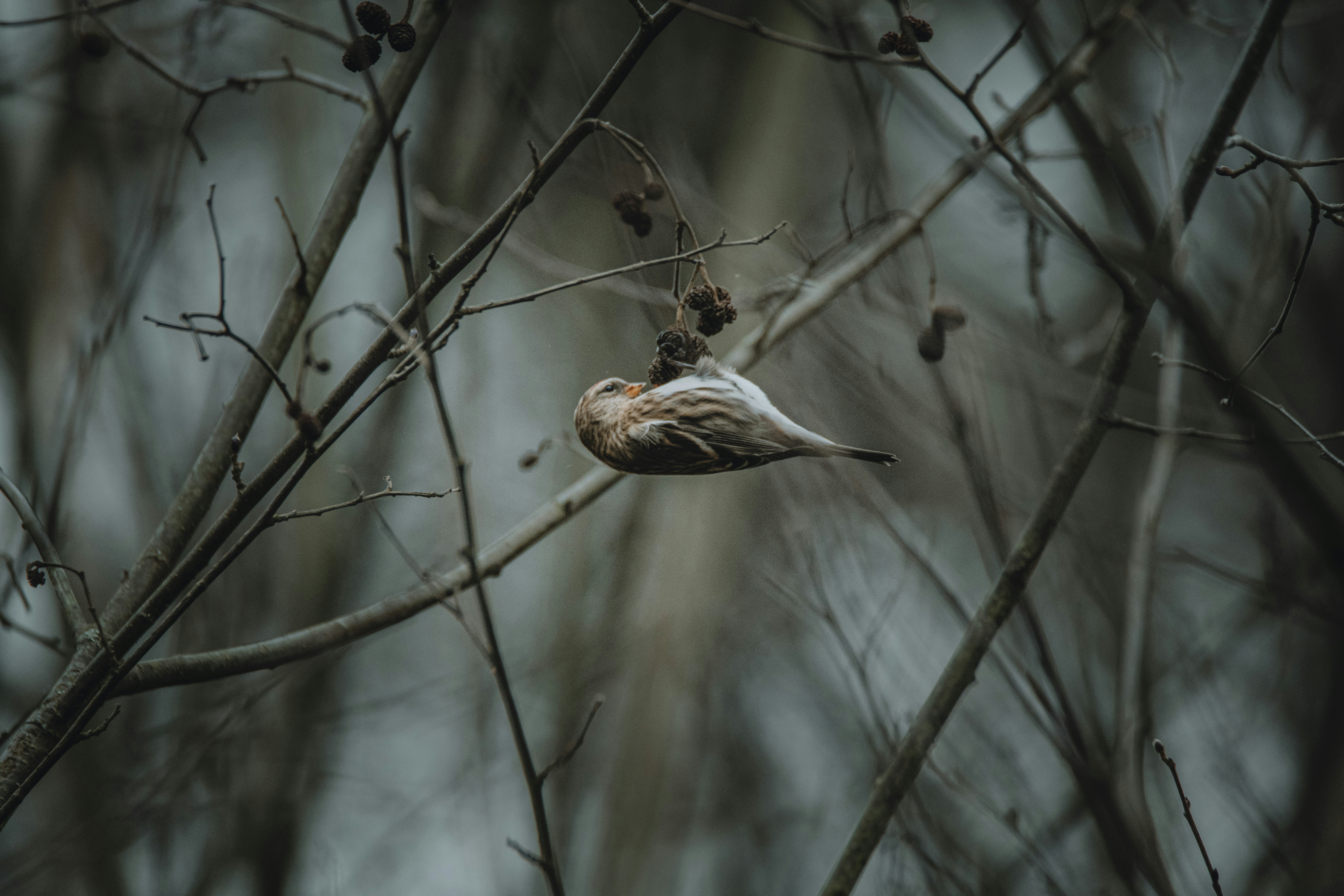 Photo by anitaaustvika